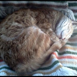 Meet your Posher, Alice